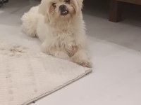 ERKEK MALTESE TERRİER