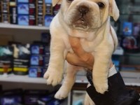 Egzotik renk french bulldog bebeklerimiz