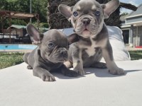 Blue Eyes French Bulldog Yavruları 