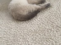British shorthair safkan ırk garantili bebeklerimiz