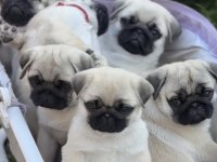 Pug Safkan