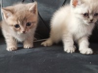 Oyuncu british shorthair yavruları