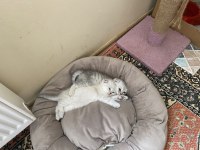 Antalya içi scottish fold sahiplendirme