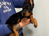 Safkan doberman