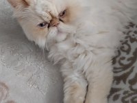 İran kedisi 4 yaşında dişi