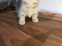Anne scottish fold baba british shorthair