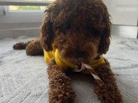 Toy poodle dişi