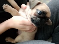 2 aylık dişi pug