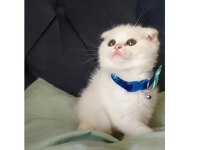 Yavru beyaz scottish fold