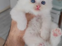 British Longhair Kedisi