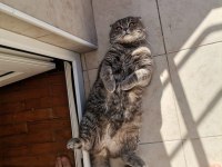 Yakışıklı scottish fold oğluma aynı ırktan eş arıyorum