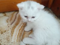 Scottish Fold Yavrular