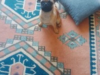 5 aylık pug gül kuyruk