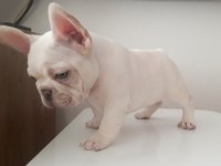 Lilac tan platinum exotic erkek