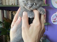 Sahiplendirme british shorthair