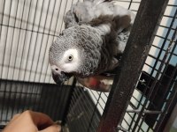 Jako papağanım kedi gibi miyavlar