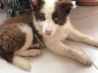 4 tane çok iyi kahve beyaz dişi 60 günlük border collie