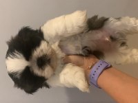 Shih tzu yavrular