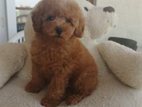 Çok tatlı toy poodle erkek yavru