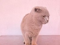 Scottish fold yawru Kedi sahiplenilmek
