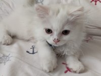 British longhair erkek