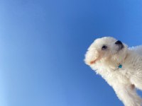 maltese terrier