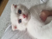 Kartopu Gibi scottish fold Kedimiz
