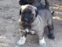 SHOW KALİTE SAFKAN KANGAL YAVRULARI