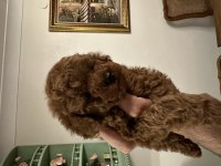 Muhteşem toy poodle