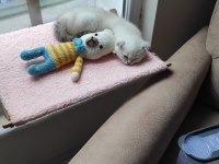 2 aylık erkek yavru scottish fold