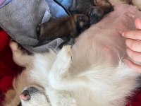 Annelik Tecrübeli Yetişkin Dişi Pomeranian Boo Köpekler