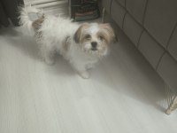 4 aylık erkek köpeğimiz pede wc eğitimi var