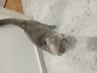 Sahiplenilme 1 yaşında scottish fold