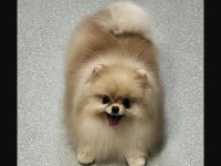 Pomeranian 1400 gr