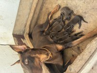 DOBERMAN KÖPEKLERİMİZ