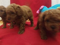 Kore poodle