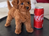 Safkan Toy Poodle