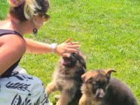 Secereli Alman Çoban Köpeği Yavruları