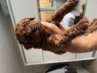 Erkek Kalıte Poodle Yavruları