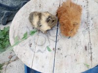 Sütten kesilen guinea pig bebekler