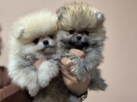 Petmode köpek çiftliğinden teddy pomeranian boo