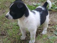 Süs köpeğimiz