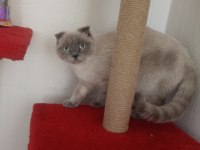 Scottish fold dışı