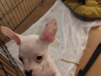 Yavru köpeklerimizi sahiplendirme