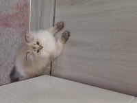 8 AYLIK SAFKAN BRITISH LONGHAIR DİŞİ