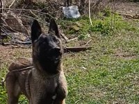5 Aylık Dişi Belçika Kurdu Bebek