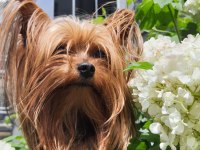 Yorkshire terrier erkek çipli ve sağlıklı