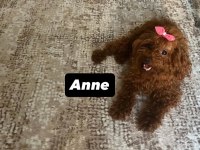 Toy poodle kore orjinal ev ortamında