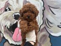 ANATOMİ HARİKASİ POODLE BEBEKLER