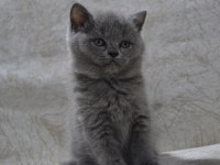 British shorthair yavrular